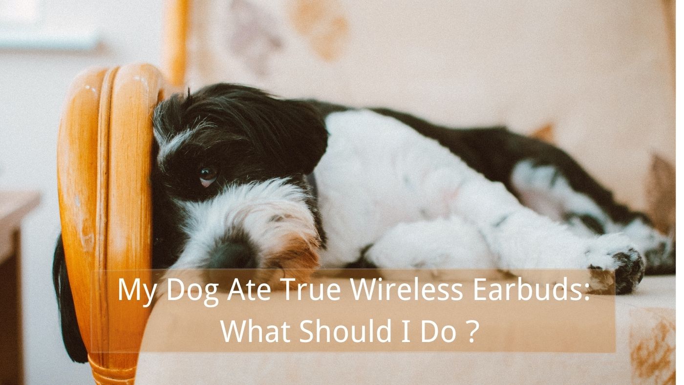 My Dog Ate True Wireless Earbuds: What Should I Do？